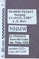 Etikett zu Glyphonyx fuscicollis (Kishii, 1991)